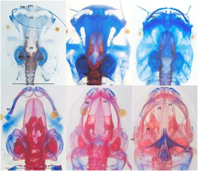 Amphibian Hormones, Calcium Physiology, Bone Weight, and Lung Use Call for a More Inclusive Approach to Understanding Ossification Sequence Evolution